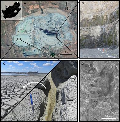 Microbe-mineral interactions within kimberlitic fine residue deposits: impacts on mineral carbonation